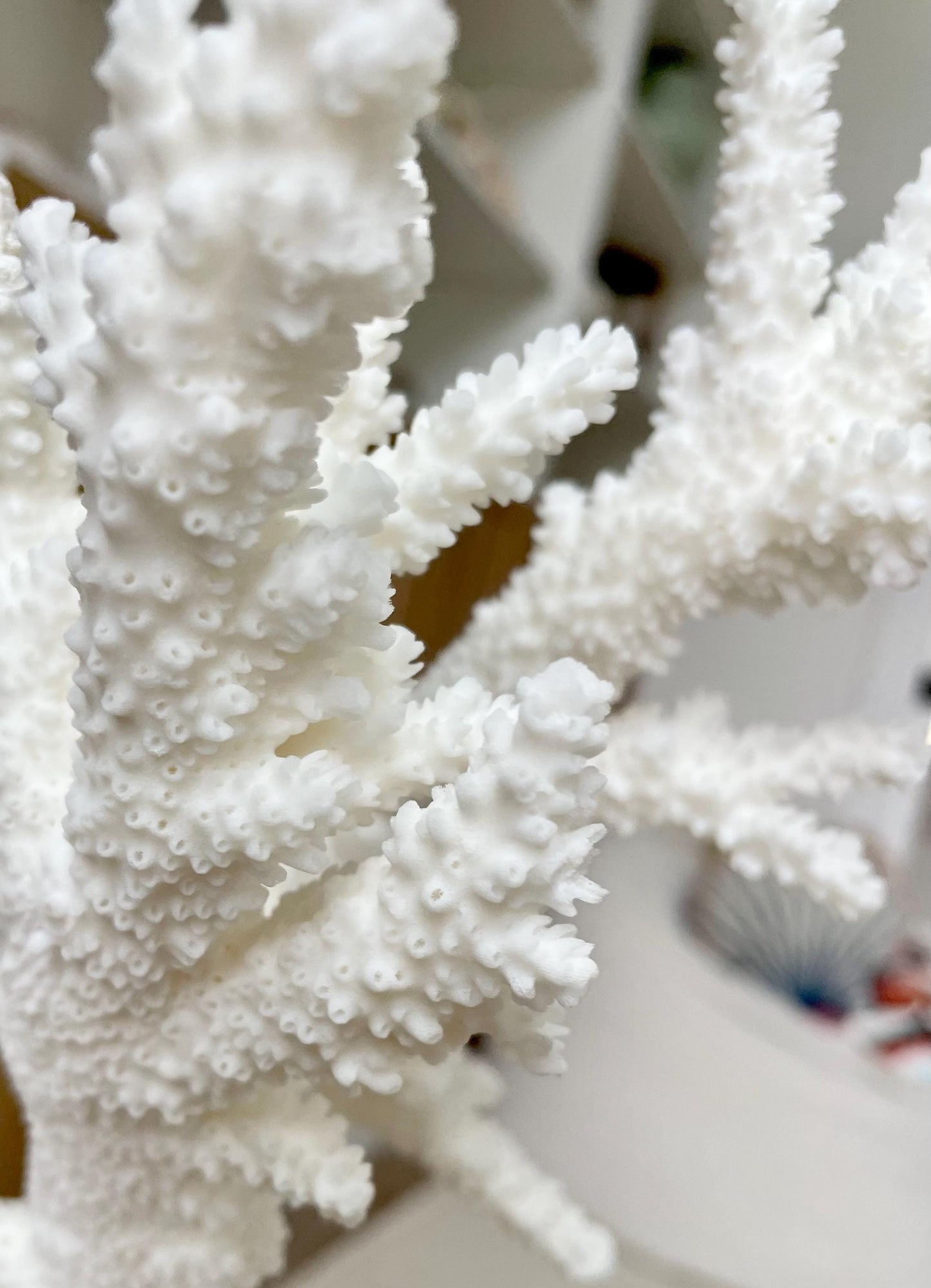 Genuine 100% Natural BRANCH CORAL 13" x 8" x 7" Long Fossil Specimen Coastal Ocean Reef Display Nautical Beach House Décor