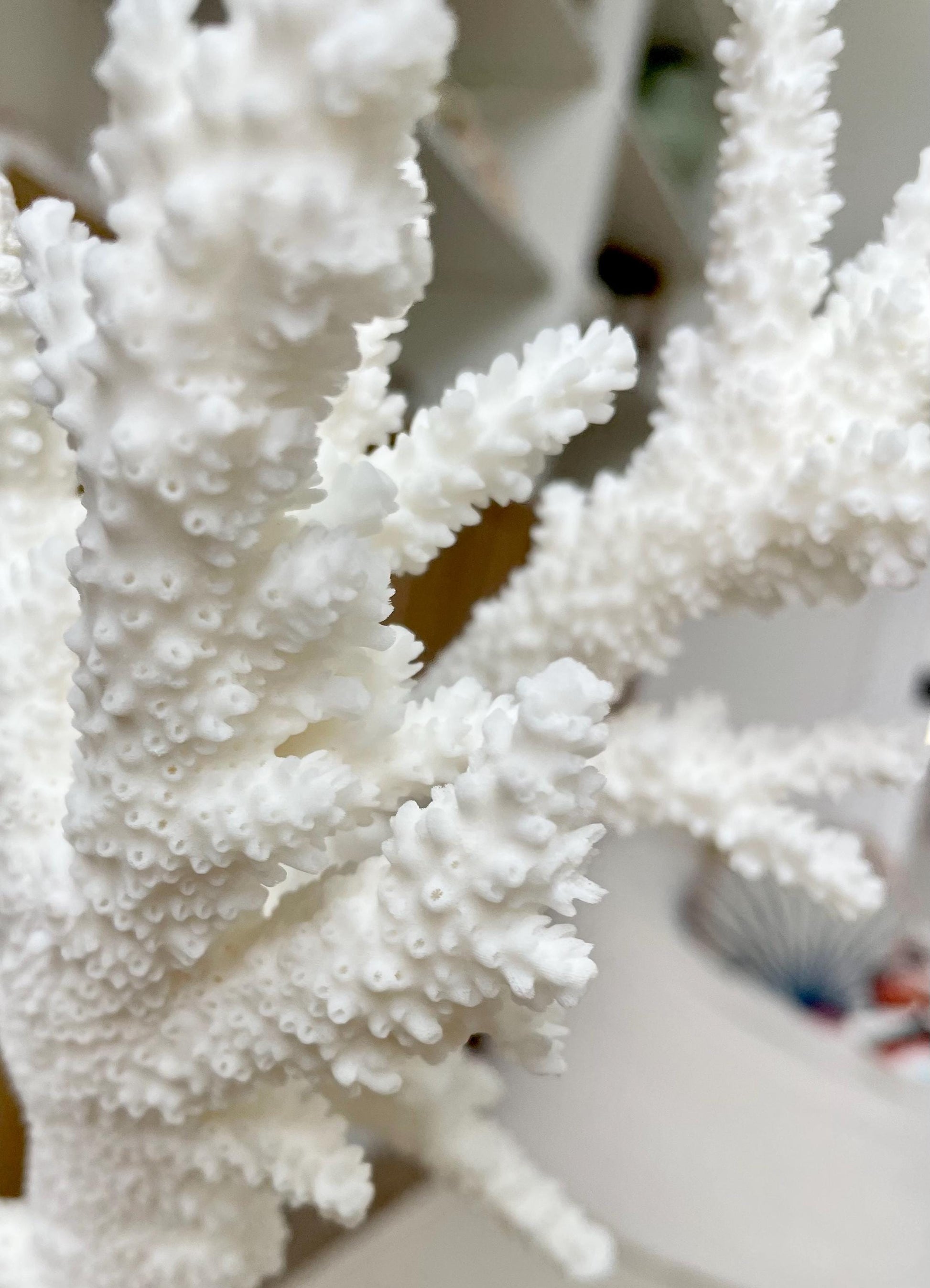 Genuine 100% Natural BRANCH CORAL 13" x 8" x 7" Long Fossil Specimen Coastal Ocean Reef Display Nautical Beach House Décor