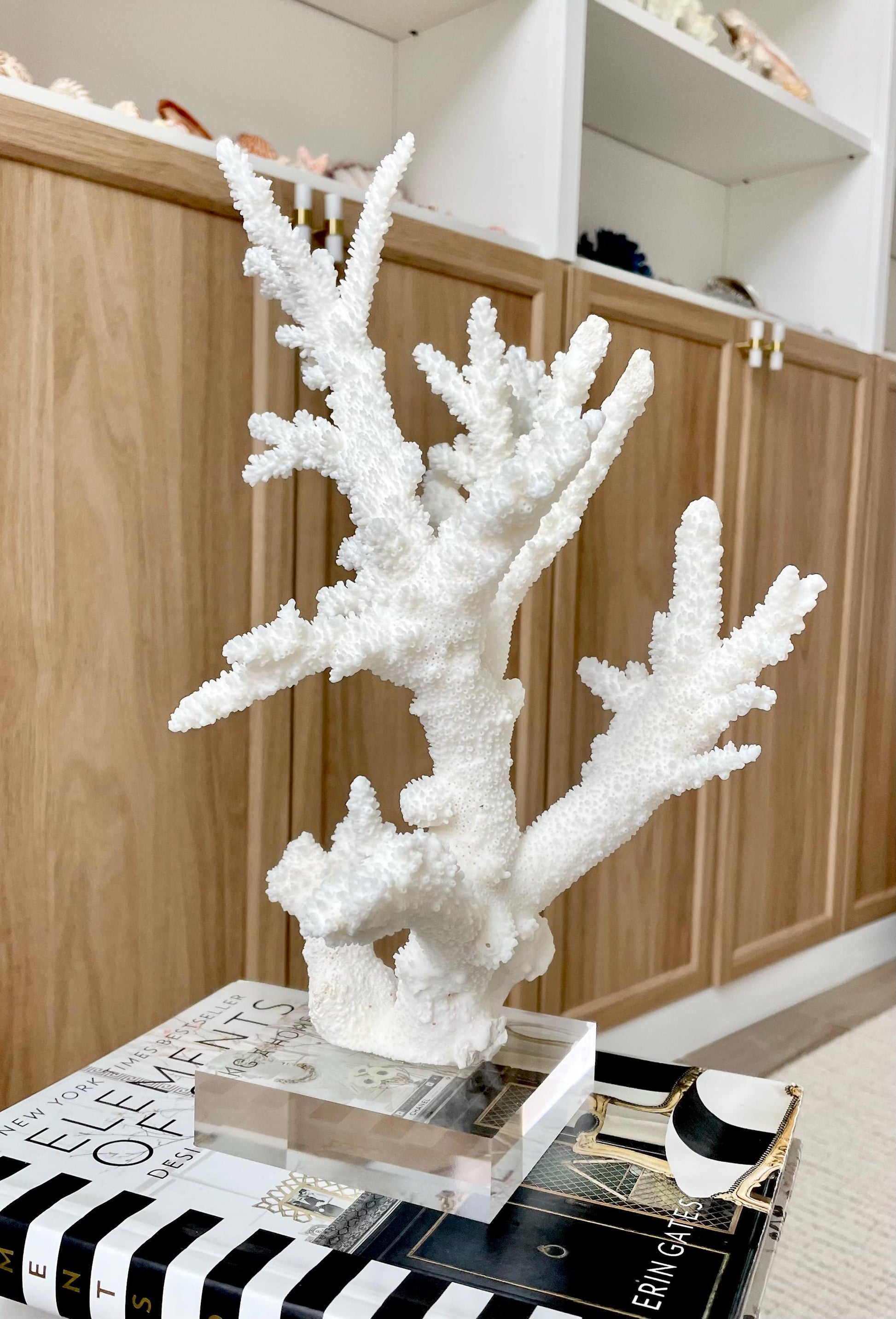 Genuine 100% Natural BRANCH CORAL 13" x 8" x 7" Long Fossil Specimen Coastal Ocean Reef Display Nautical Beach House Décor