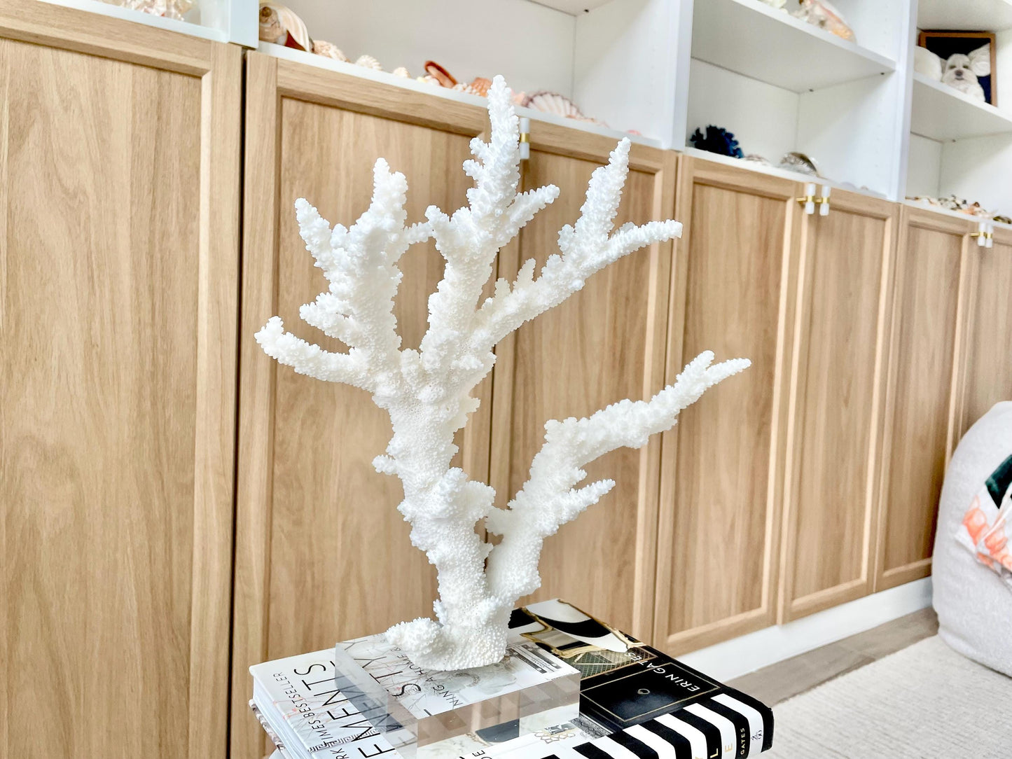 Genuine 100% Natural BRANCH CORAL 13.5" x 12" x 7" Long Fossil Specimen Coastal Ocean Reef Display Nautical Beach House Décor