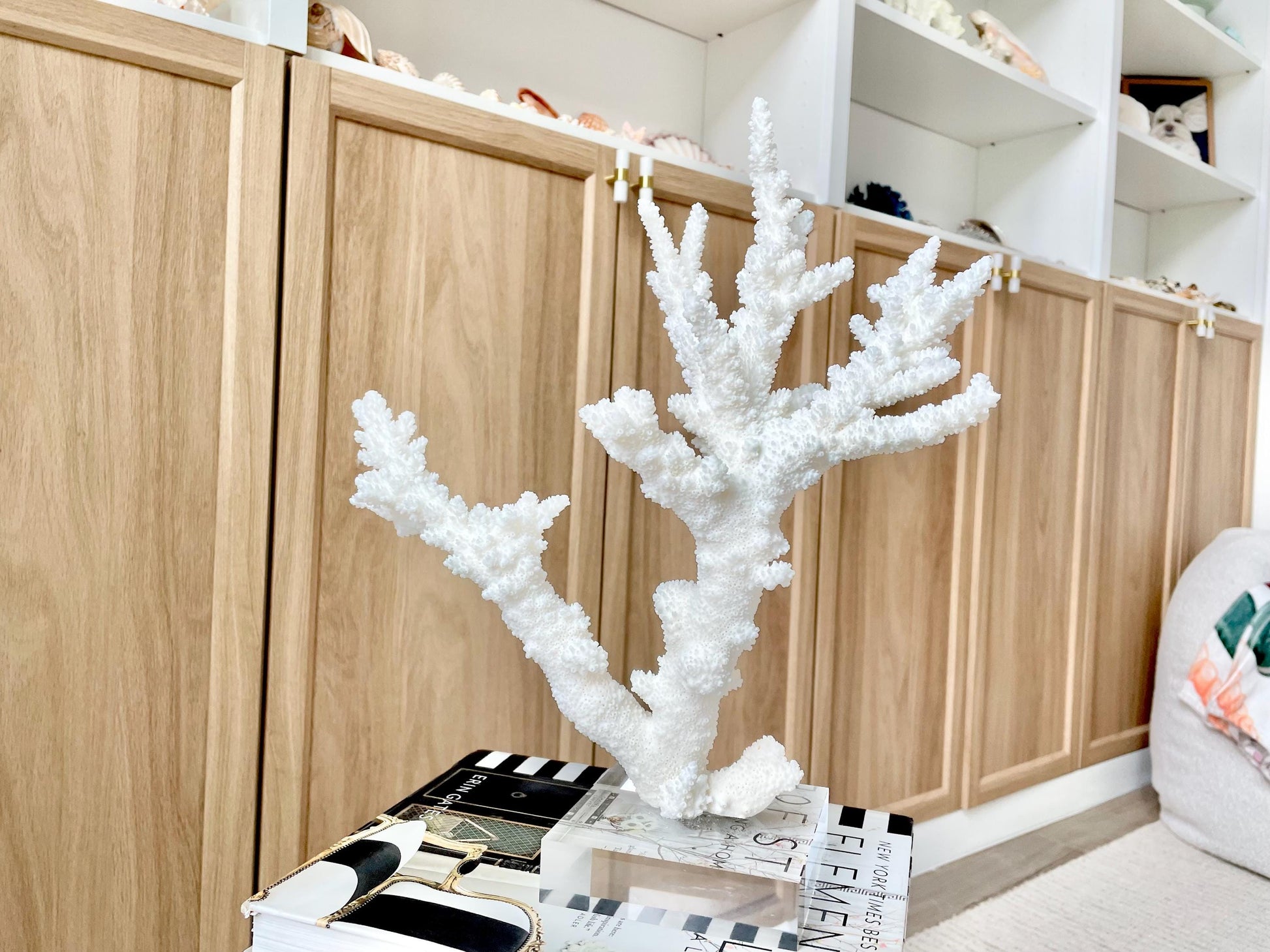 Genuine 100% Natural BRANCH CORAL 13.5" x 12" x 7" Long Fossil Specimen Coastal Ocean Reef Display Nautical Beach House Décor