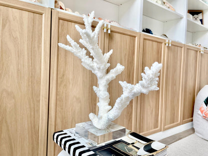 Genuine 100% Natural BRANCH CORAL 13.5" x 12" x 7" Long Fossil Specimen Coastal Ocean Reef Display Nautical Beach House Décor