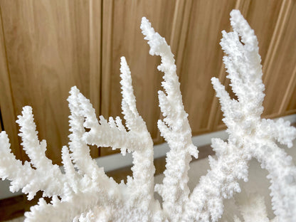 Genuine 100% Natural BRANCH CORAL 13" x 10" x 9" Long Fossil Specimen Coastal Ocean Reef Display Nautical Beach House Décor