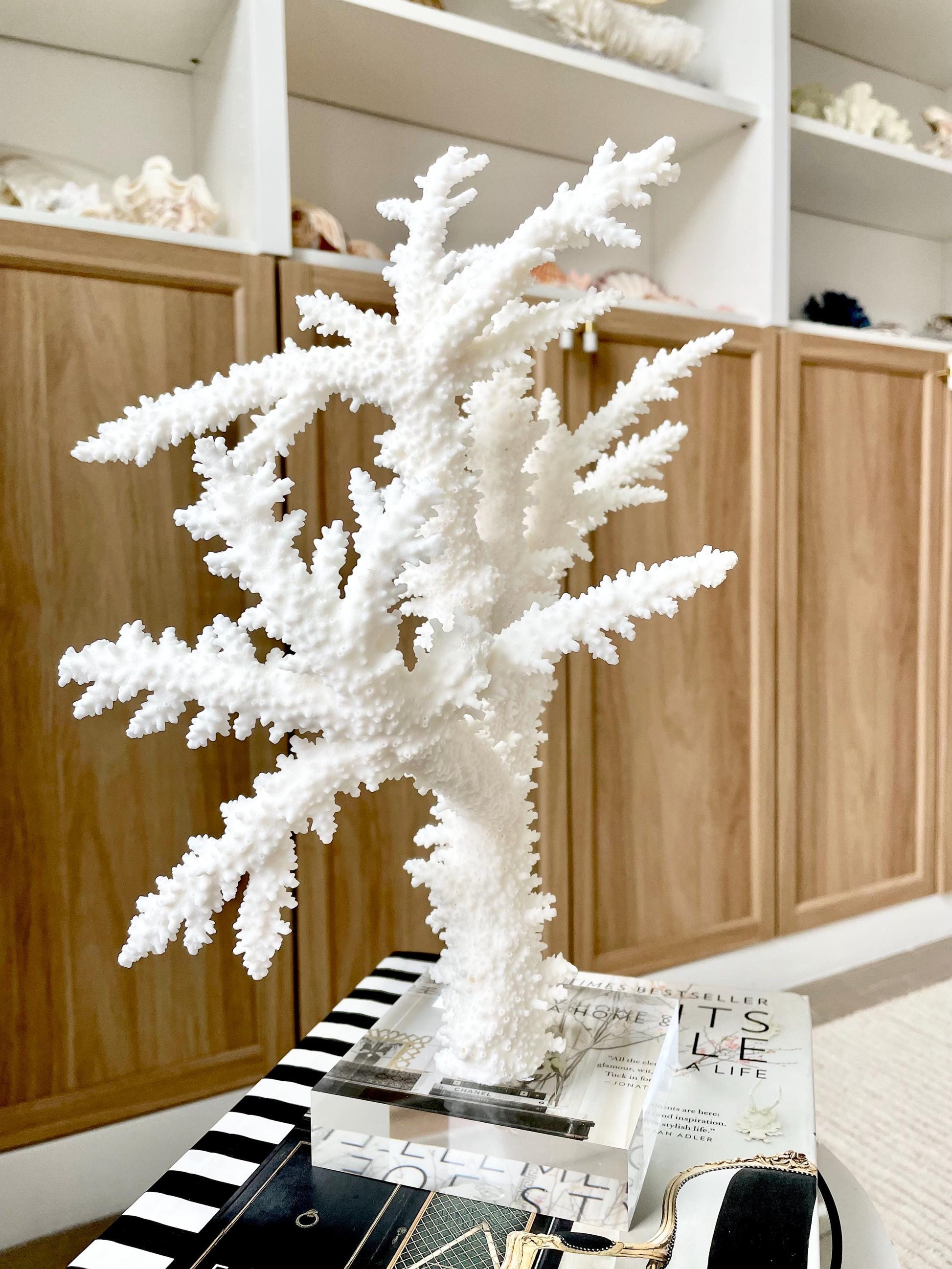 Genuine 100% Natural BRANCH CORAL 13" x 10" x 9" Long Fossil Specimen Coastal Ocean Reef Display Nautical Beach House Décor