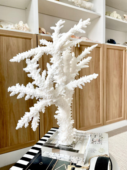 Genuine 100% Natural BRANCH CORAL 13" x 10" x 9" Long Fossil Specimen Coastal Ocean Reef Display Nautical Beach House Décor