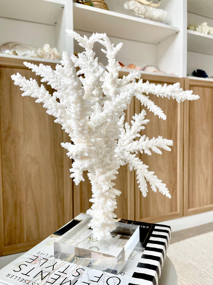 Genuine 100% Natural BRANCH CORAL 13" x 10" x 9" Long Fossil Specimen Coastal Ocean Reef Display Nautical Beach House Décor