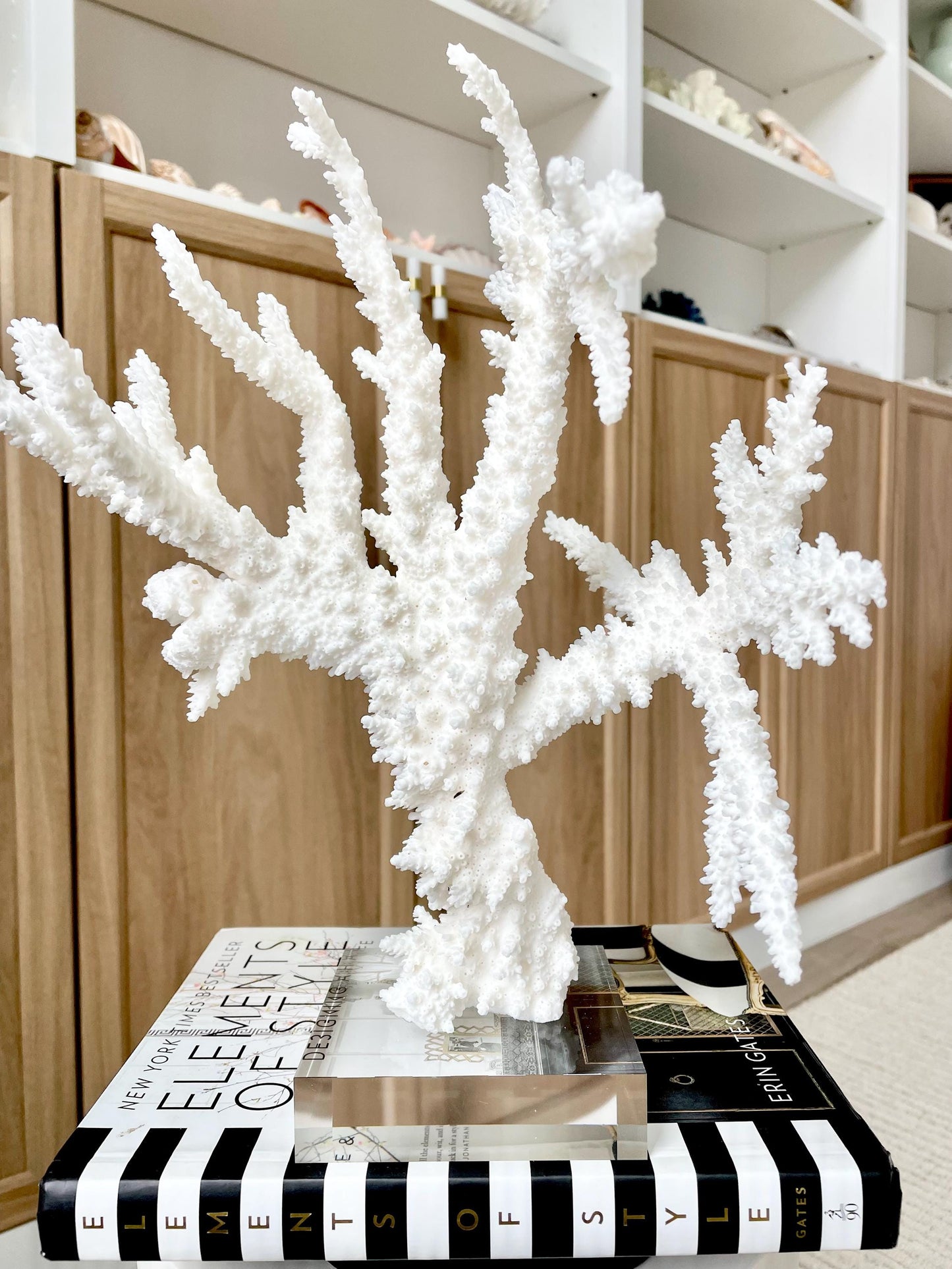 Genuine 100% Natural BRANCH CORAL 13" x 10" x 9" Long Fossil Specimen Coastal Ocean Reef Display Nautical Beach House Décor