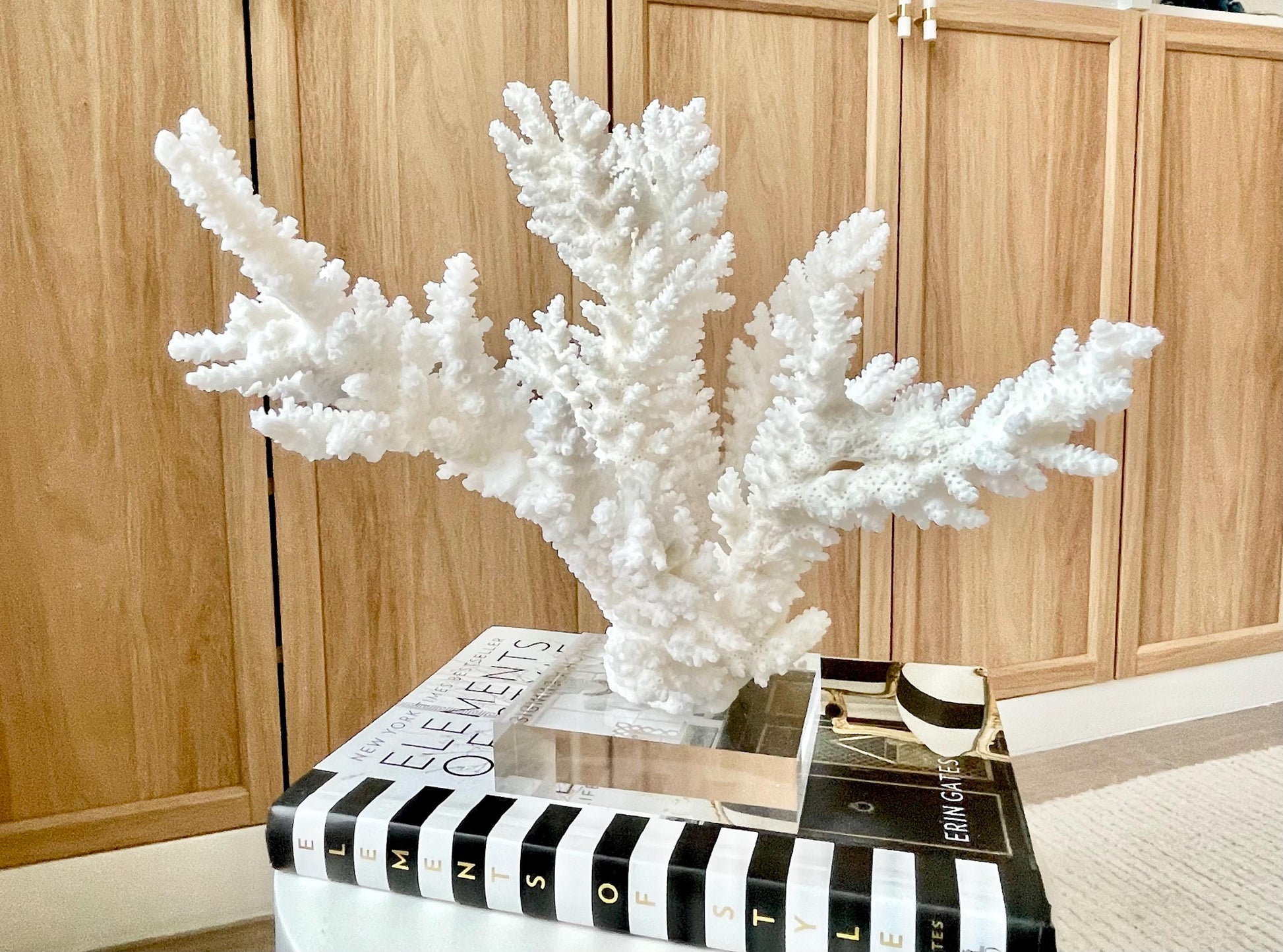 Genuine 100% Natural BRANCH CORAL 12" x 10" x 9" Long Fossil Specimen Coastal Ocean Reef Display Nautical Beach House Décor