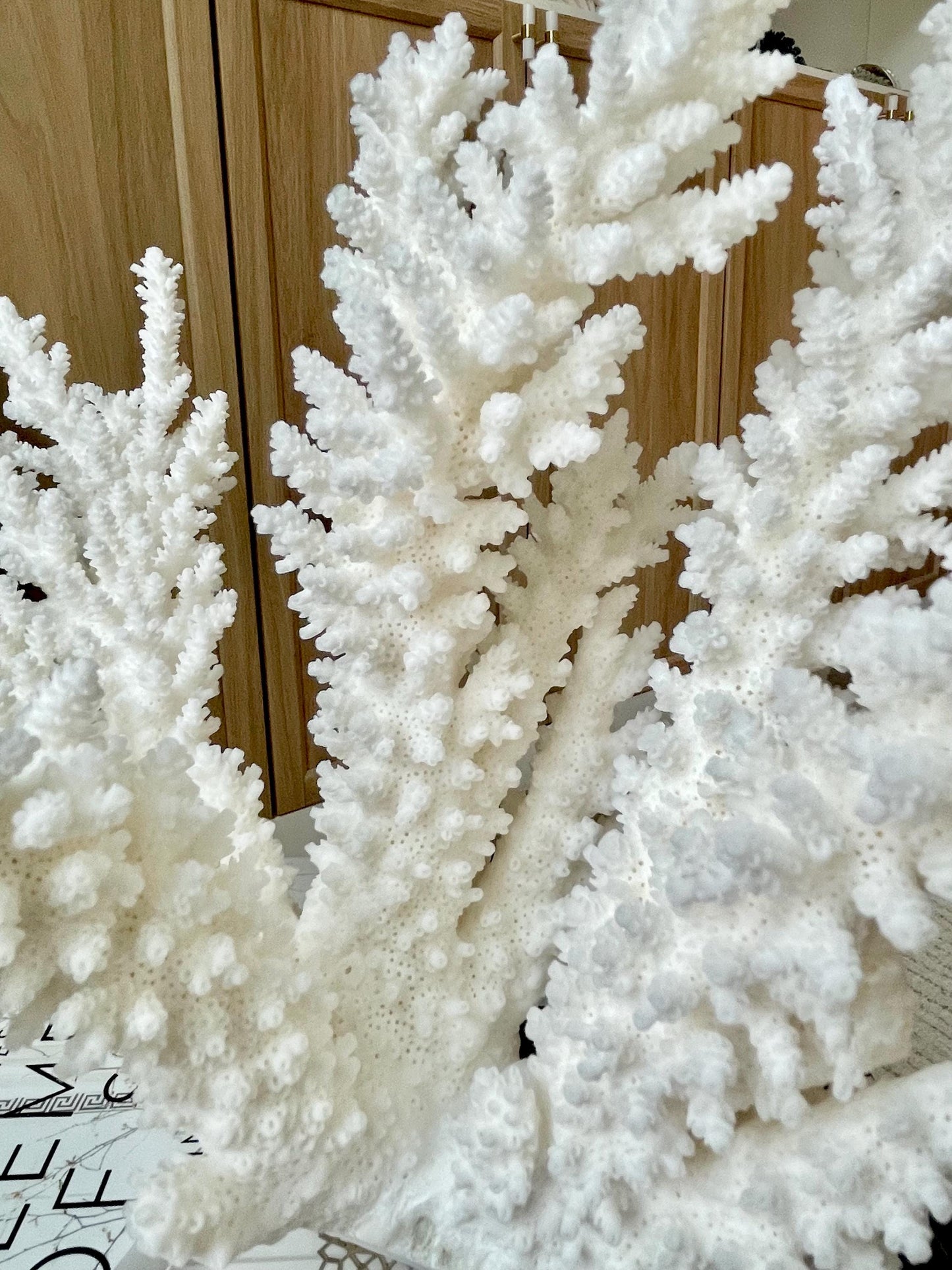 Genuine 100% Natural BRANCH CORAL 12" x 10" x 9" Long Fossil Specimen Coastal Ocean Reef Display Nautical Beach House Décor