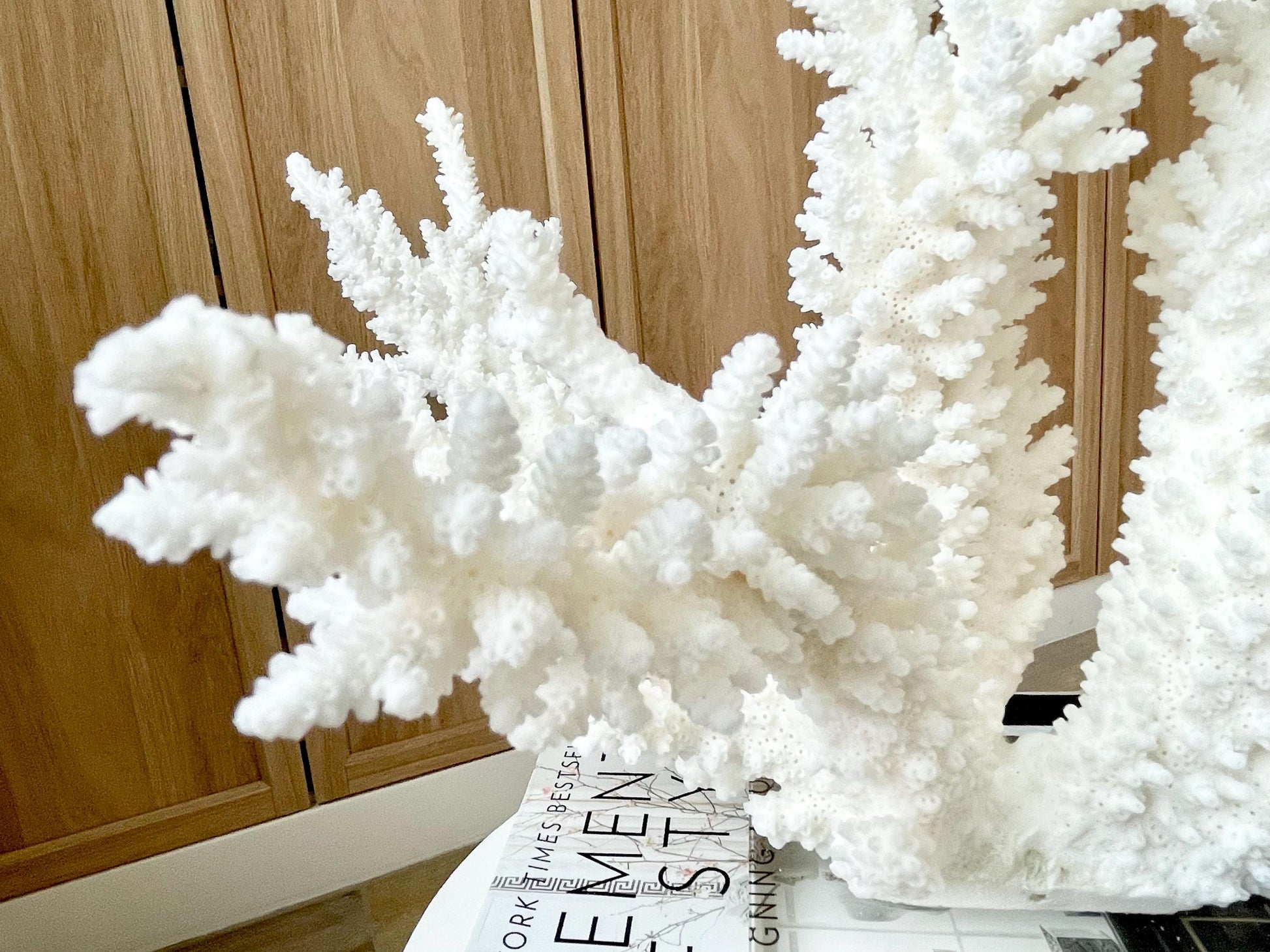 Genuine 100% Natural BRANCH CORAL 12" x 10" x 9" Long Fossil Specimen Coastal Ocean Reef Display Nautical Beach House Décor