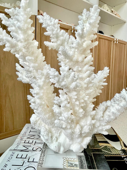 Genuine 100% Natural BRANCH CORAL 12" x 10" x 9" Long Fossil Specimen Coastal Ocean Reef Display Nautical Beach House Décor