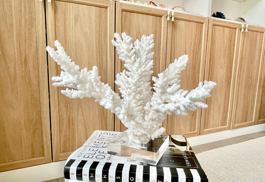 Genuine 100% Natural BRANCH CORAL 12" x 10" x 9" Long Fossil Specimen Coastal Ocean Reef Display Nautical Beach House Décor