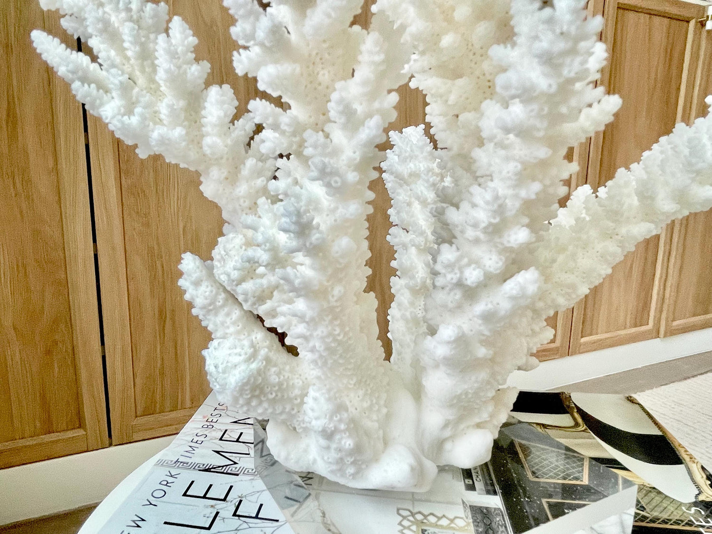 Genuine 100% Natural BRANCH CORAL 12" x 10" x 9" Long Fossil Specimen Coastal Ocean Reef Display Nautical Beach House Décor