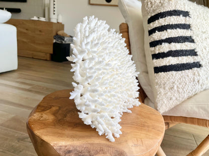 Genuine 100% Natural TABLE CORAL 12" x 9.5" x 5.5" White Fossil Specimen Coastal Beach House Décor