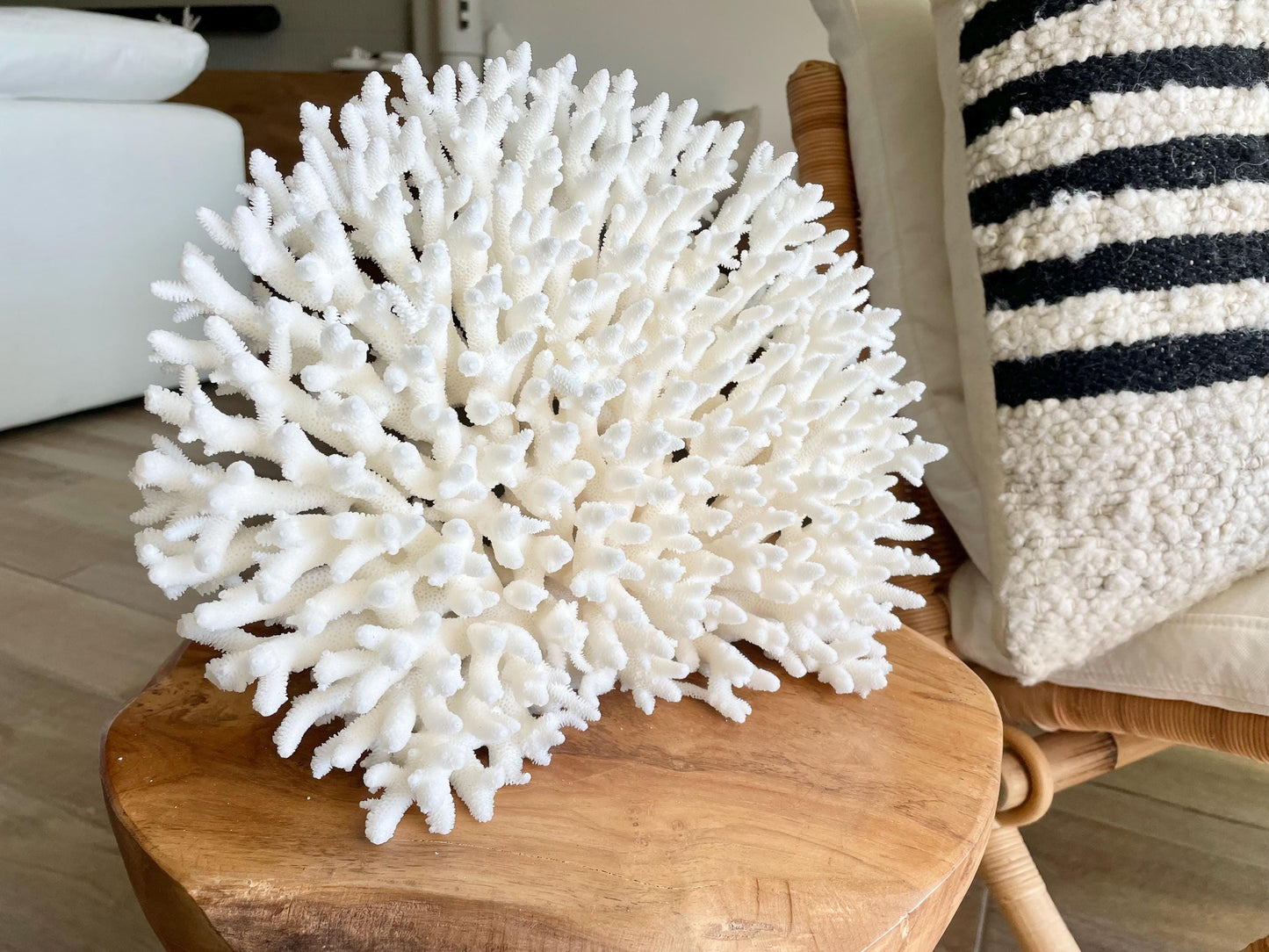 Genuine 100% Natural TABLE CORAL 12" x 9.5" x 5.5" White Fossil Specimen Coastal Beach House Décor