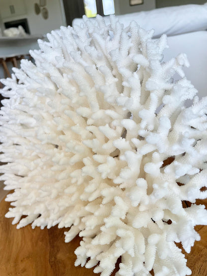 Genuine 100% Natural TABLE CORAL 12" x 9.5" x 5.5" White Fossil Specimen Coastal Beach House Décor