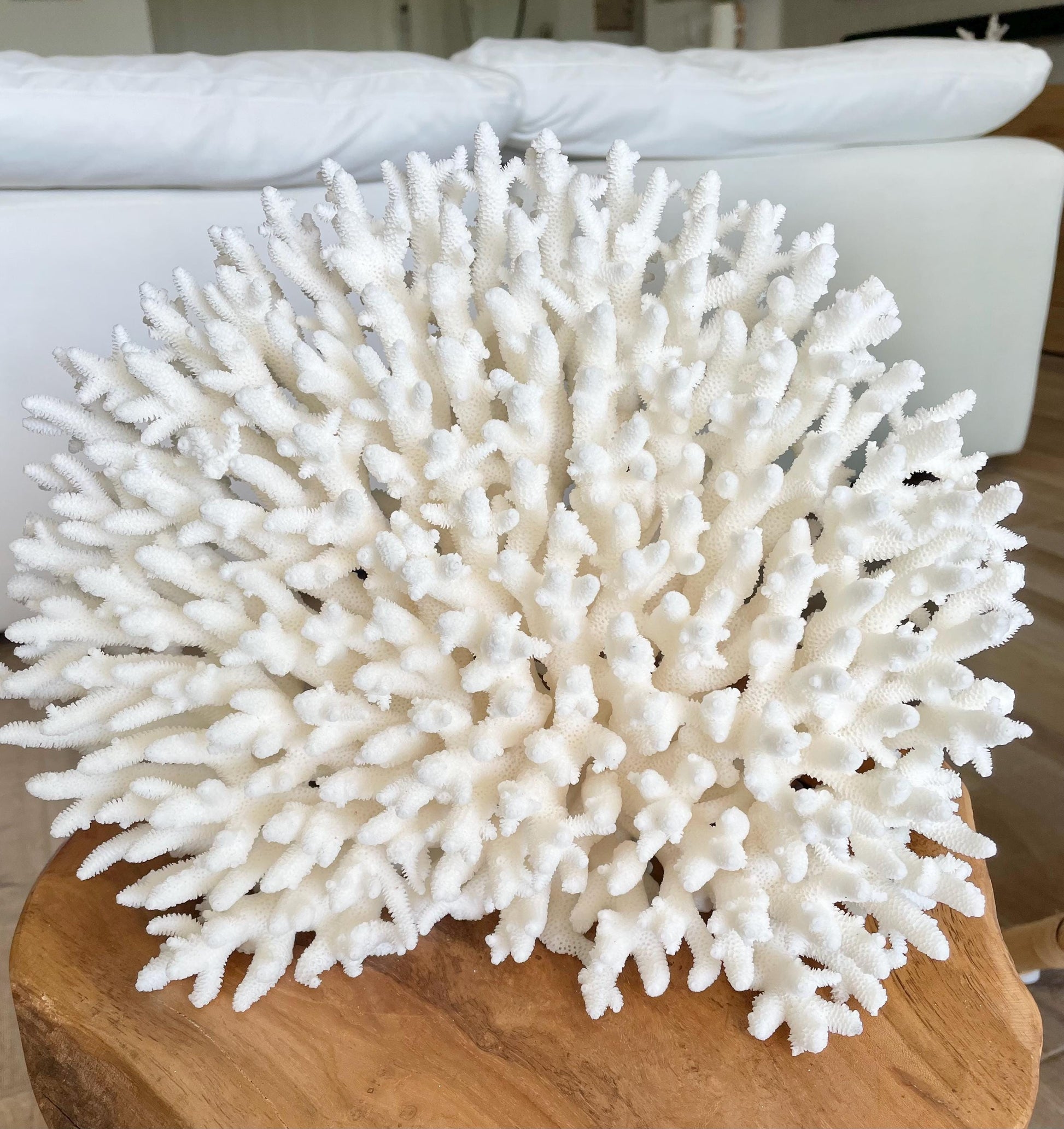 Genuine 100% Natural TABLE CORAL 12" x 9.5" x 5.5" White Fossil Specimen Coastal Beach House Décor