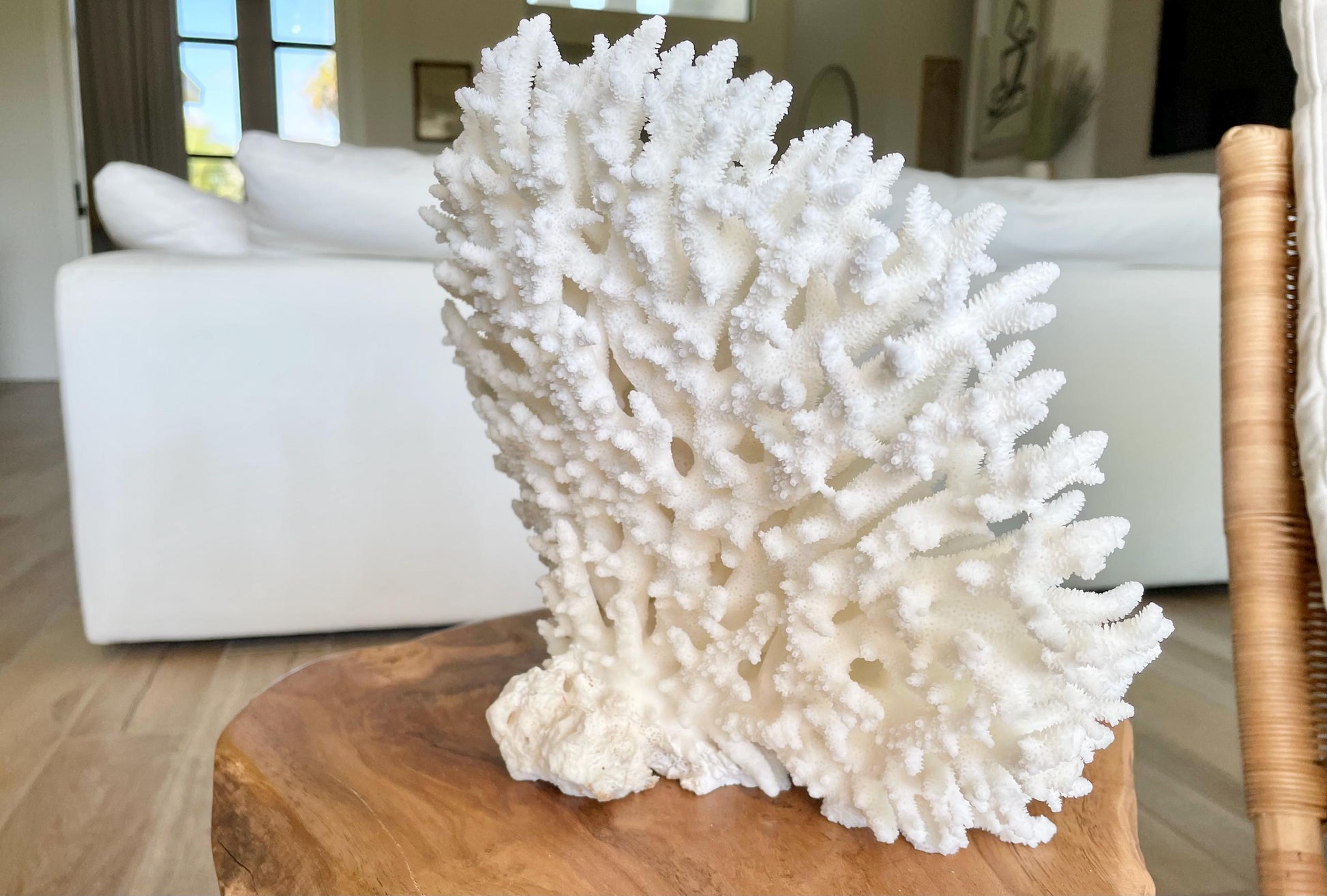 Genuine 100% Natural TABLE CORAL 12" x 9.5" x 5.5" White Fossil Specimen Coastal Beach House Décor