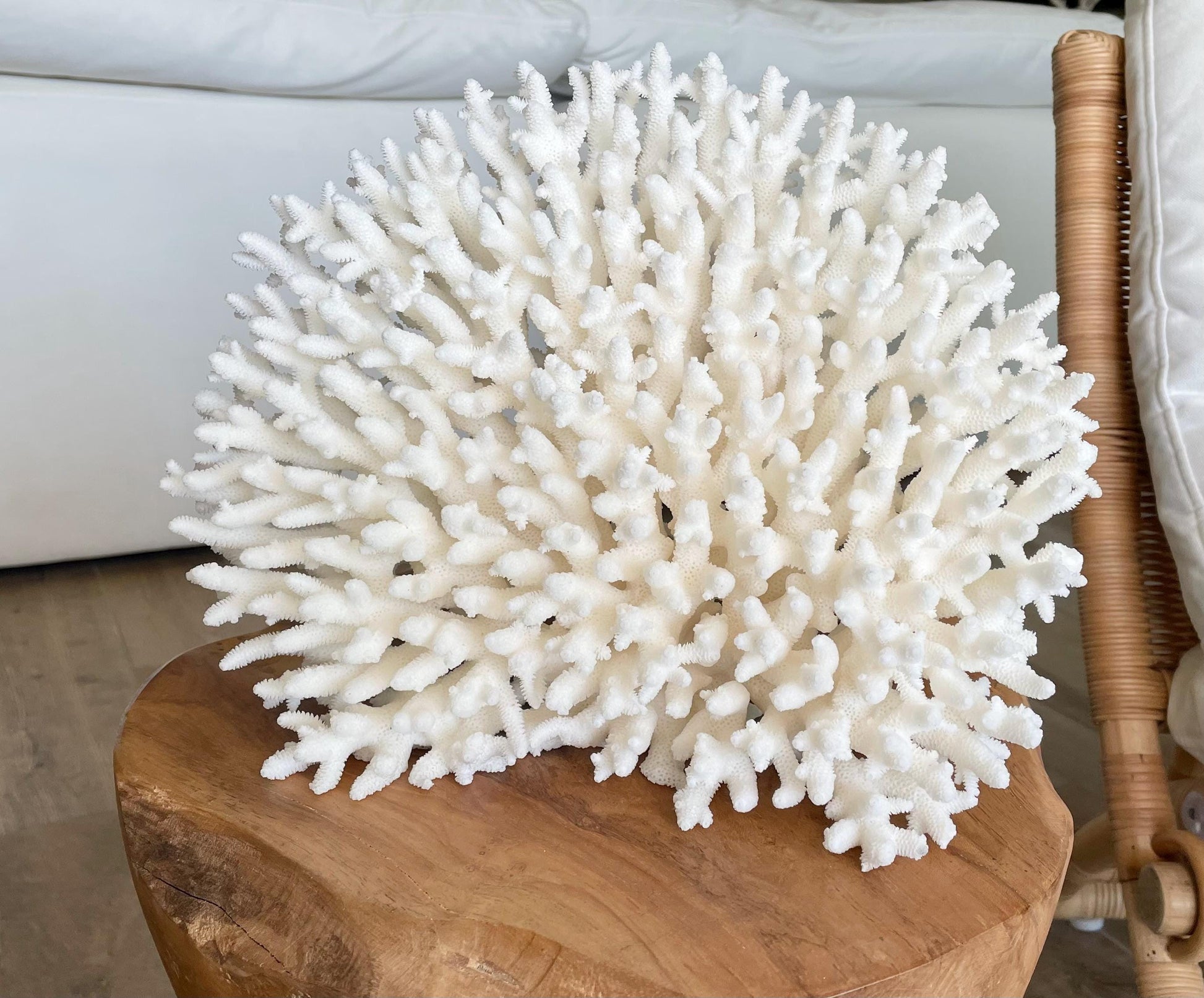 Genuine 100% Natural TABLE CORAL 12" x 9.5" x 5.5" White Fossil Specimen Coastal Beach House Décor