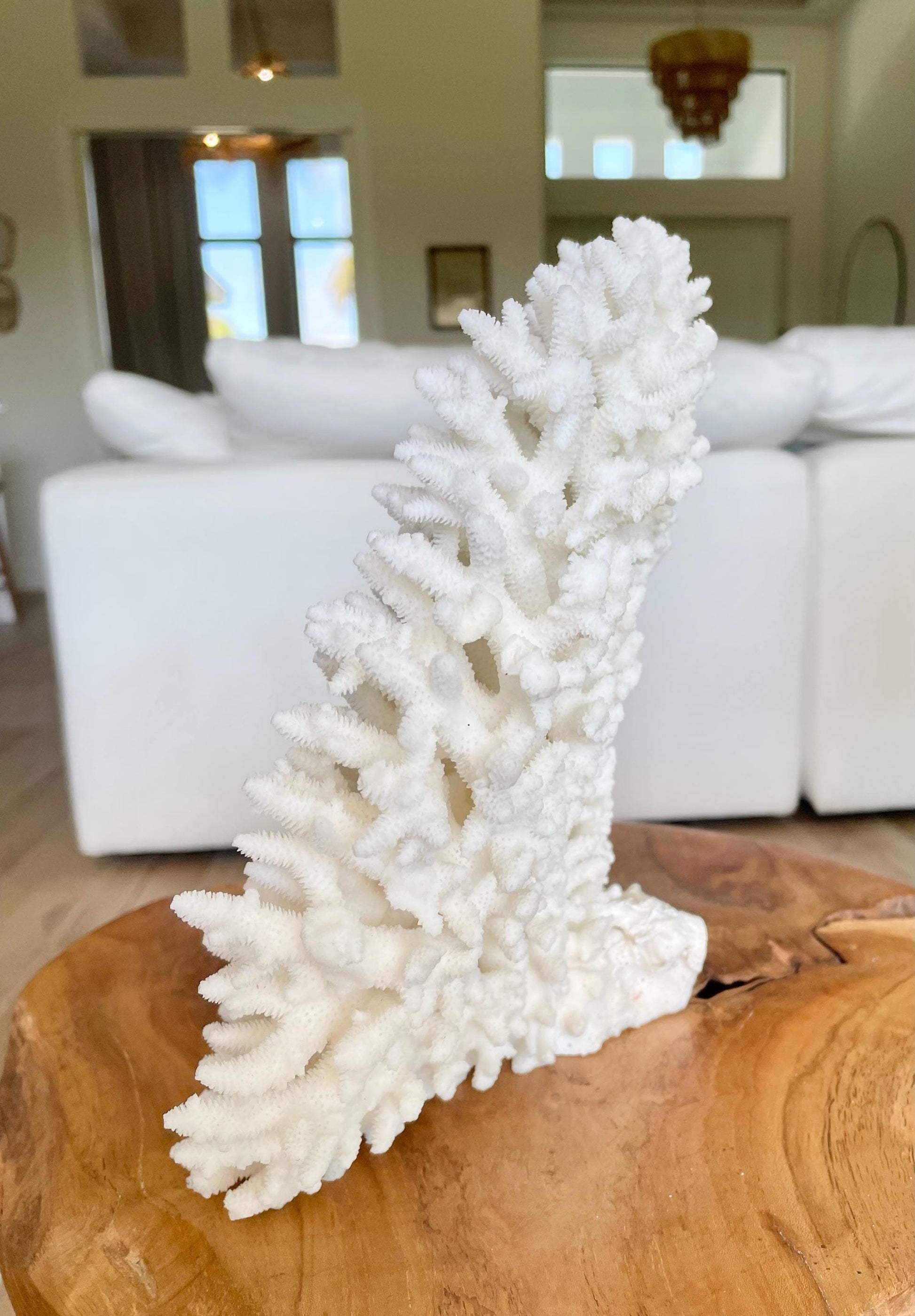 Genuine 100% Natural TABLE CORAL 12" x 9.5" x 5.5" White Fossil Specimen Coastal Beach House Décor