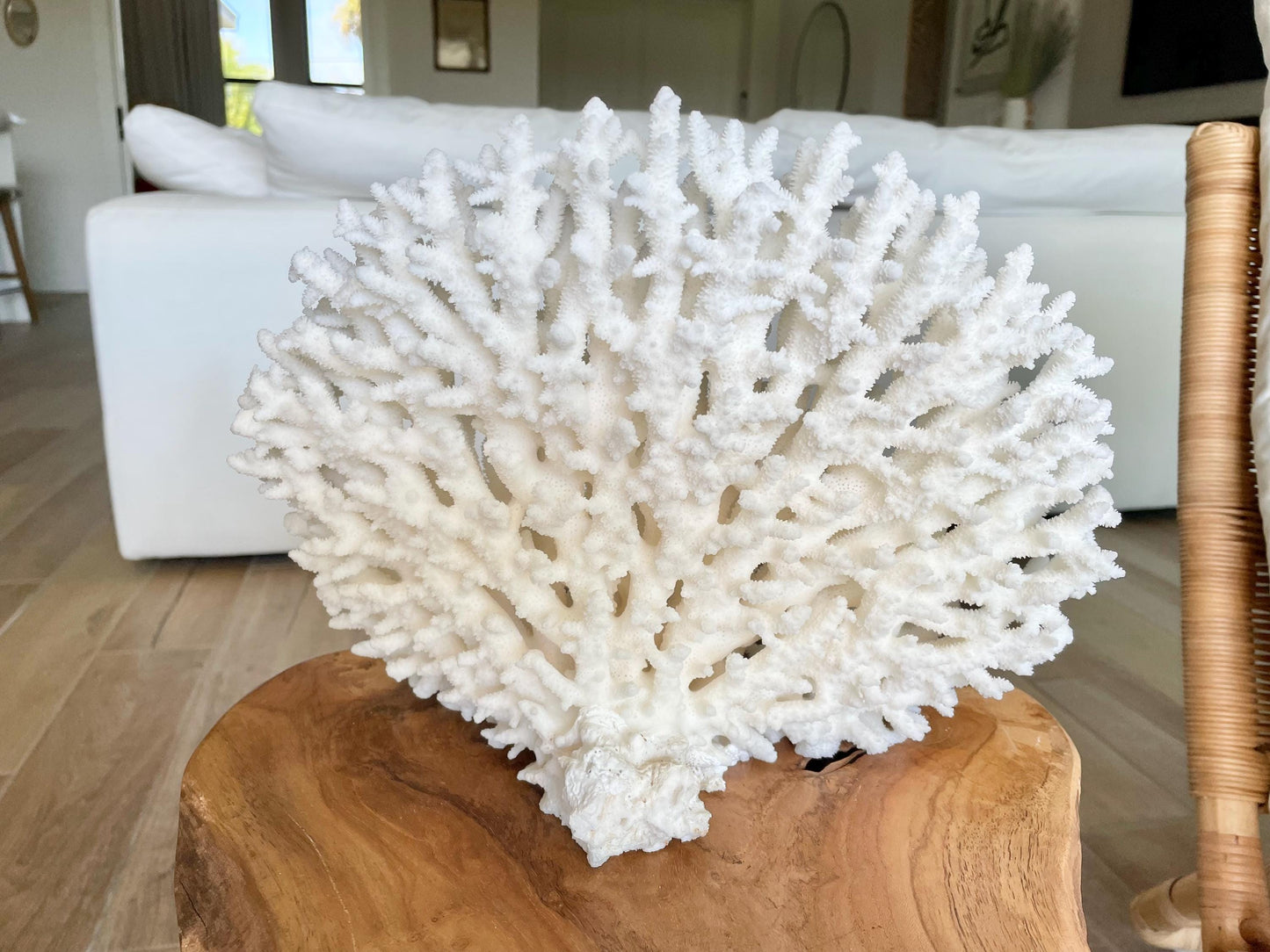 Genuine 100% Natural TABLE CORAL 12" x 9.5" x 5.5" White Fossil Specimen Coastal Beach House Décor
