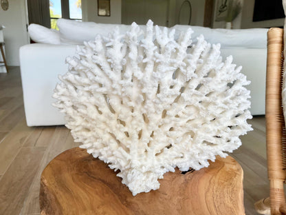 Genuine 100% Natural TABLE CORAL 12" x 9.5" x 5.5" White Fossil Specimen Coastal Beach House Décor