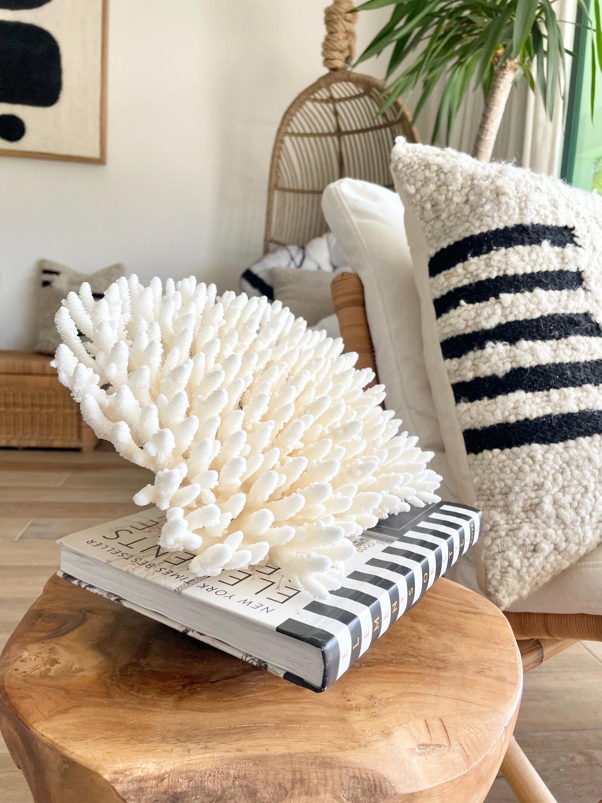 Genuine 100% Natural TABLE CORAL 12.75" x 6.75" x 6.75" White Fossil Specimen Coastal Beach House Décor