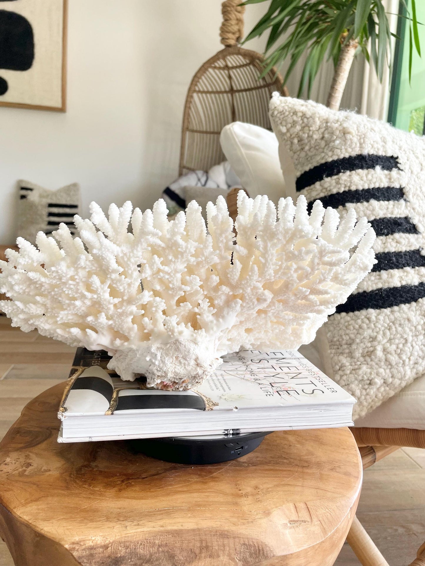 Genuine 100% Natural TABLE CORAL 12.75" x 6.75" x 6.75" White Fossil Specimen Coastal Beach House Décor