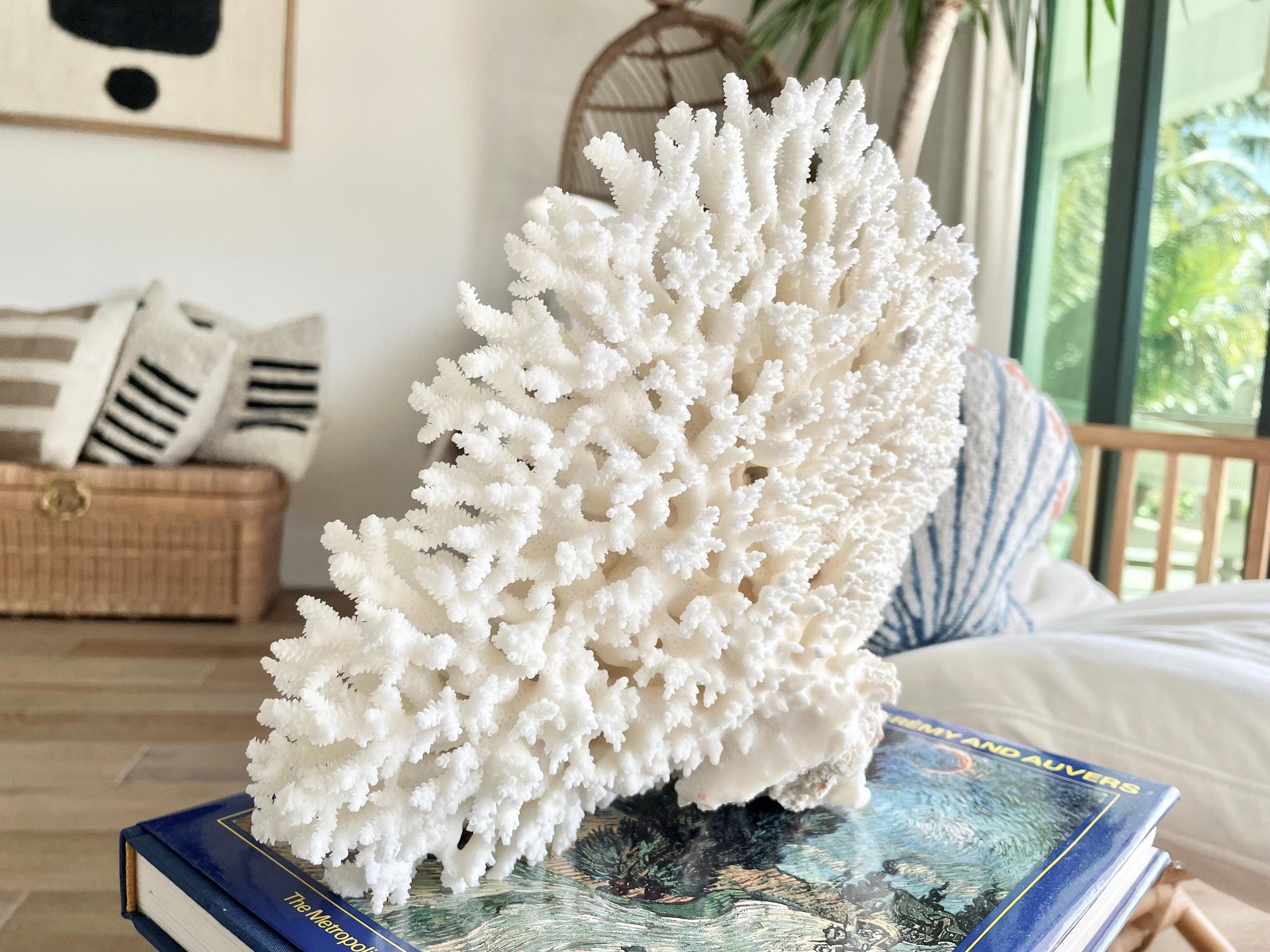 Genuine 100% Natural TABLE CORAL 12" x 9.5" x 5" White Fossil Specimen Coastal Beach House Décor