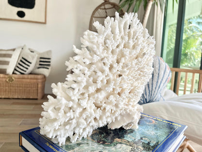 Genuine 100% Natural TABLE CORAL 12" x 9.5" x 5" White Fossil Specimen Coastal Beach House Décor