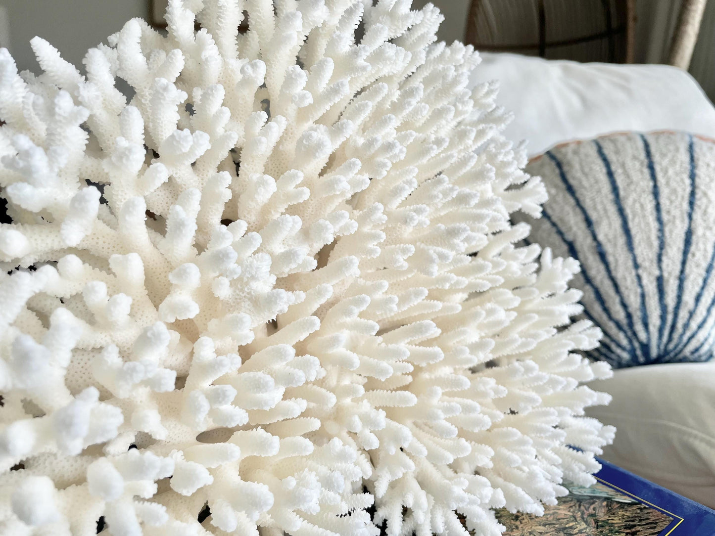 Genuine 100% Natural TABLE CORAL 12" x 9.5" x 5" White Fossil Specimen Coastal Beach House Décor