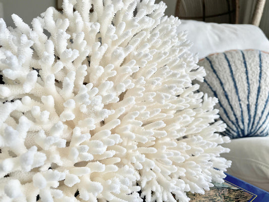Genuine 100% Natural TABLE CORAL 12" x 9.5" x 5" White Fossil Specimen Coastal Beach House Décor