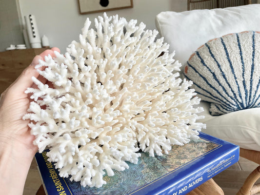 Genuine 100% Natural TABLE CORAL 12" x 9.5" x 5" White Fossil Specimen Coastal Beach House Décor