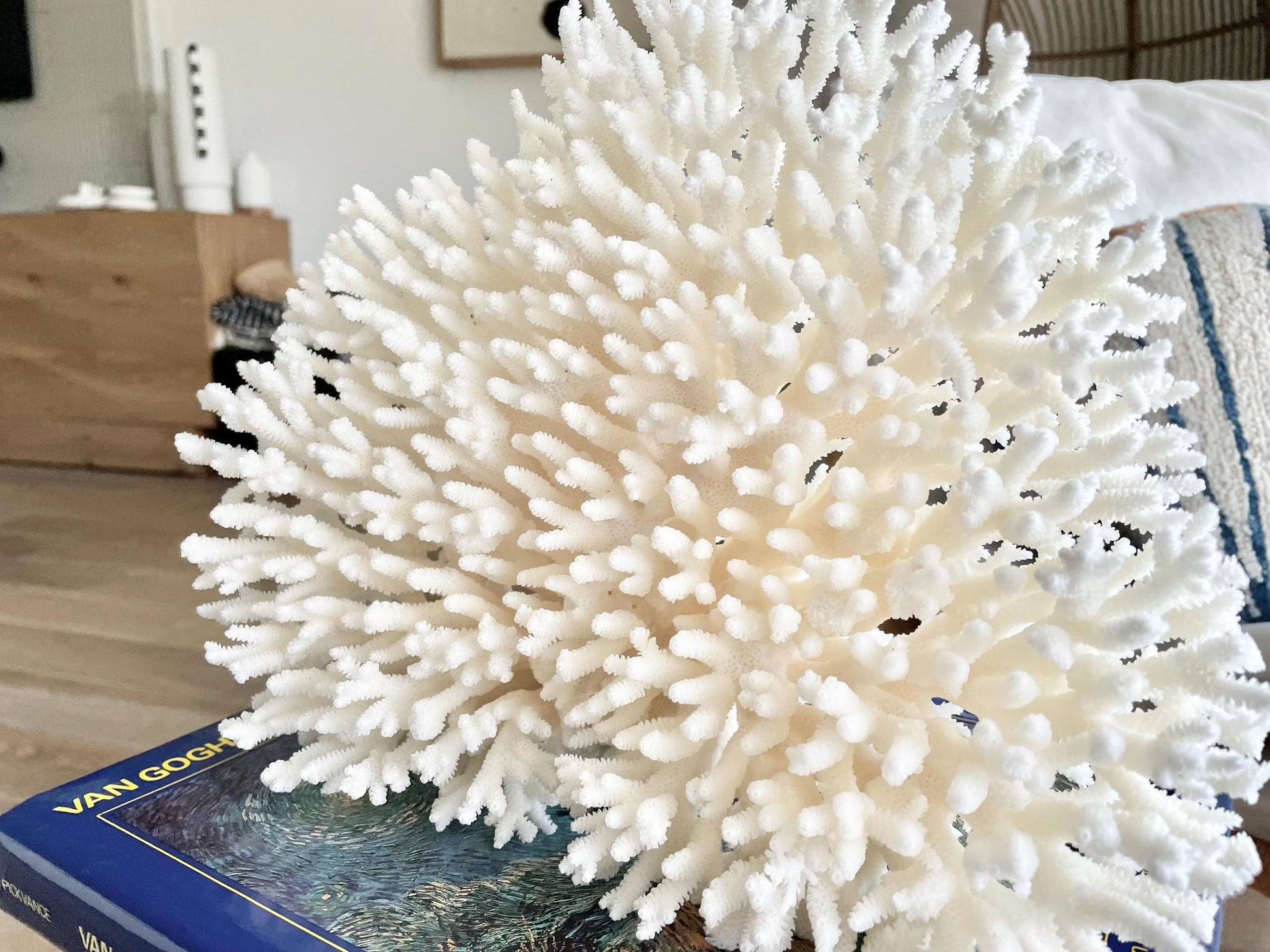 Genuine 100% Natural TABLE CORAL 12" x 9.5" x 5" White Fossil Specimen Coastal Beach House Décor