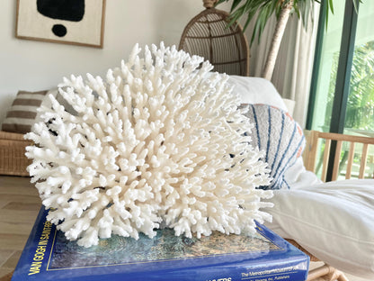 Genuine 100% Natural TABLE CORAL 12" x 9.5" x 5" White Fossil Specimen Coastal Beach House Décor