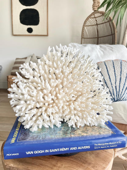 Genuine 100% Natural TABLE CORAL 12" x 9.5" x 5" White Fossil Specimen Coastal Beach House Décor