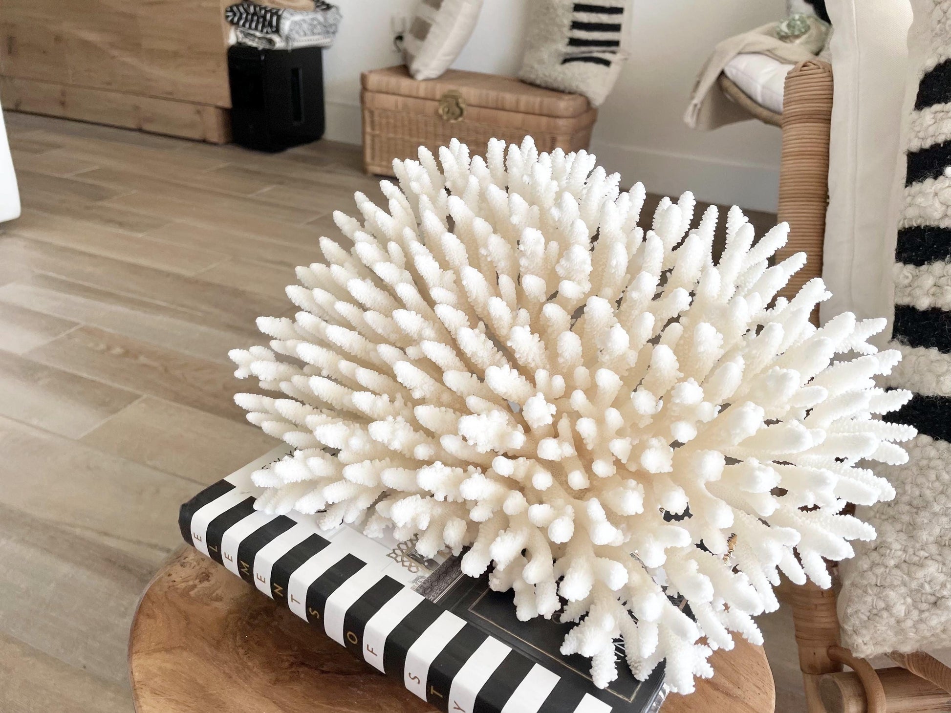 Genuine 100% Natural TABLE CORAL 12.75" x 6.75" x 6.75" White Fossil Specimen Coastal Beach House Décor