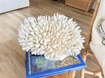 Genuine 100% Natural TABLE CORAL 11.5" x 8.5" x 7.5" White Fossil Specimen Coastal Beach House Décor