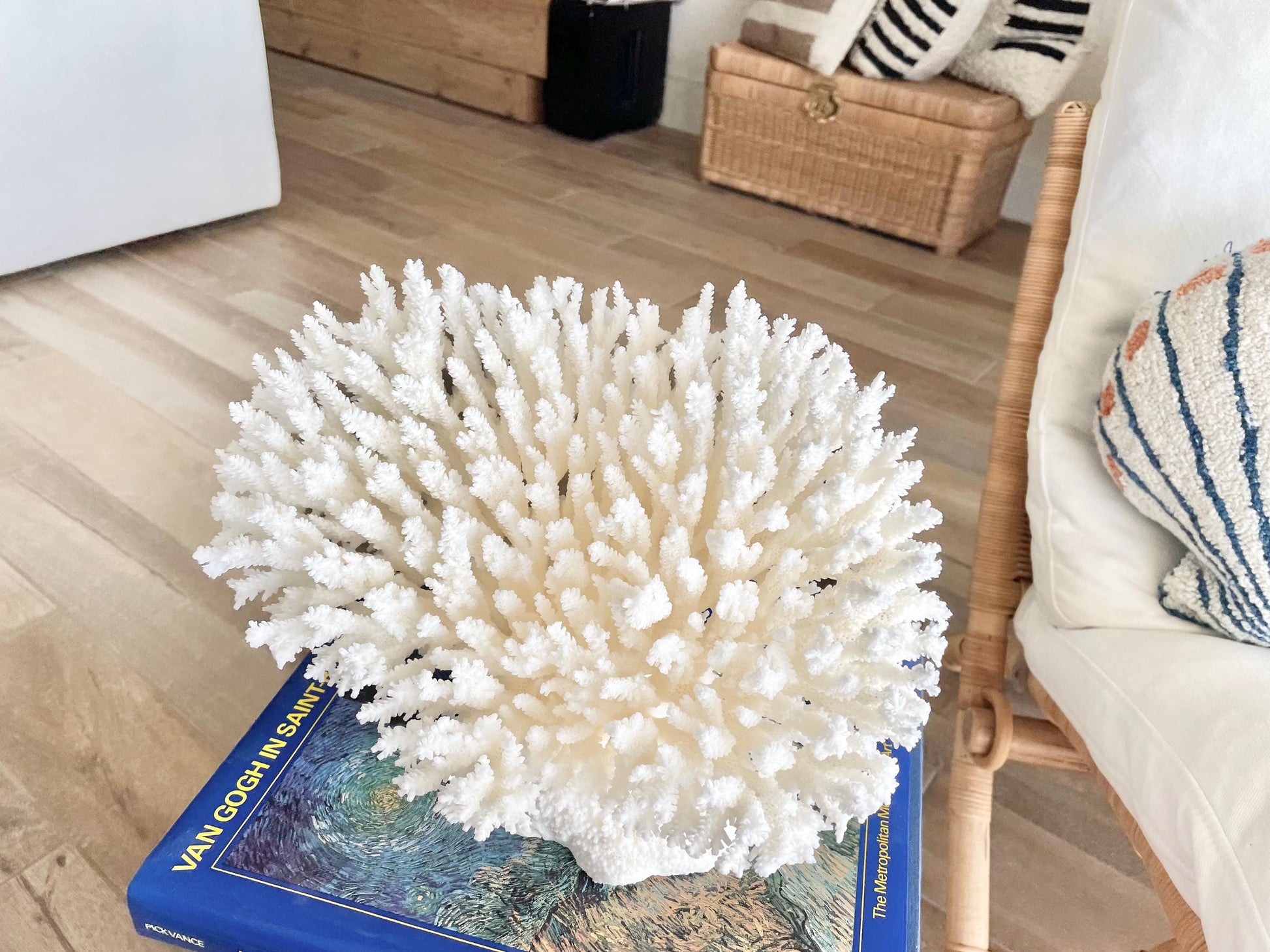 Genuine 100% Natural TABLE CORAL 11.5" x 8.5" x 7.5" White Fossil Specimen Coastal Beach House Décor