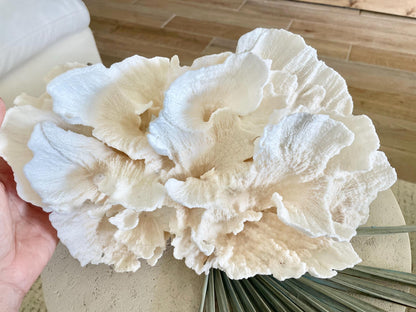FLUFFY POCA CORAL 100% Natural 13" x 9" x 6.5" White Fossil Specimen Coastal Beach House Décor