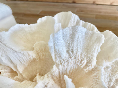 FLUFFY POCA CORAL 100% Natural 13" x 9" x 6.5" White Fossil Specimen Coastal Beach House Décor