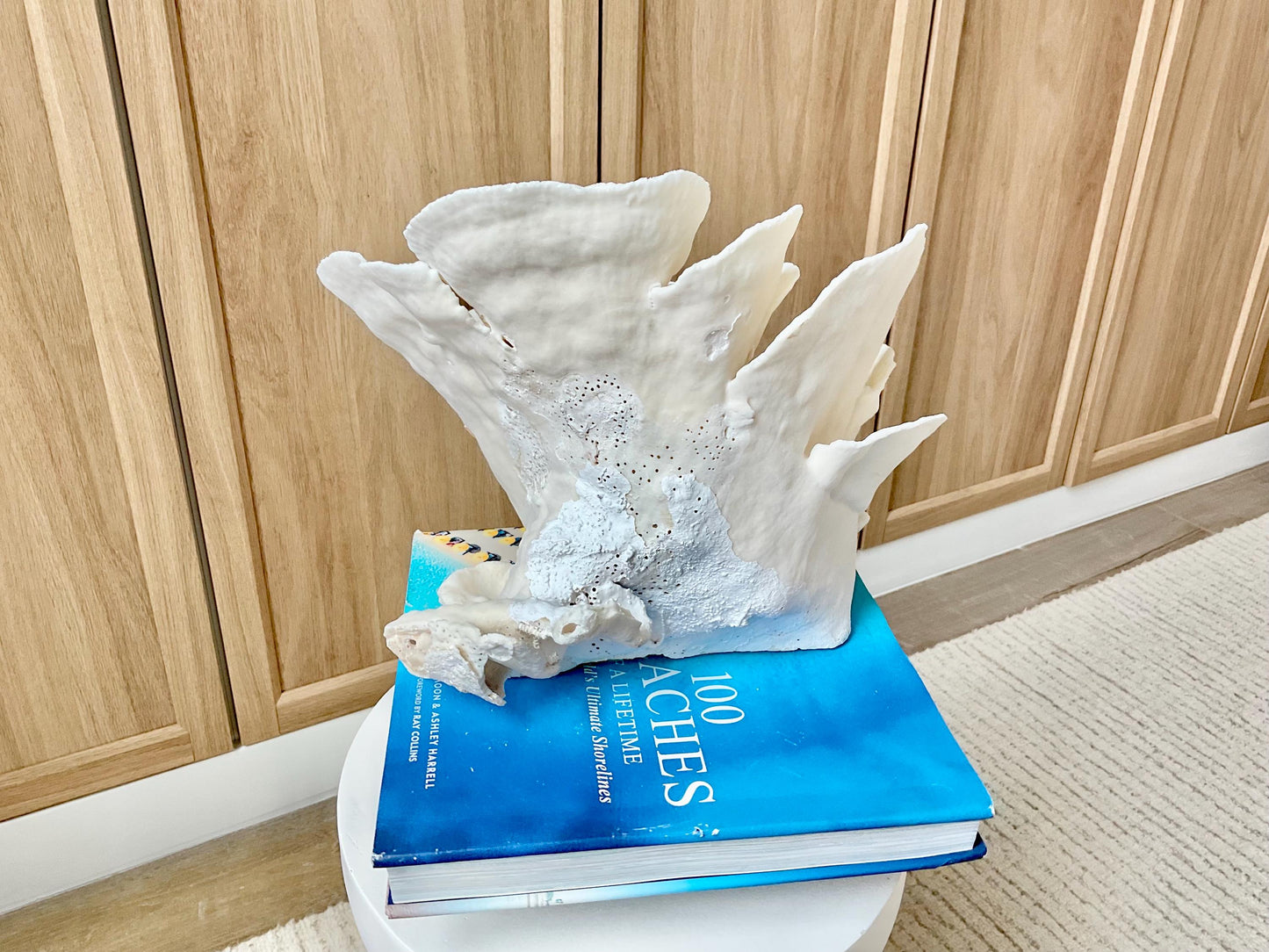 Genuine 10.5" Wide Sea Spiral CUP CORAL 100% Natural Ocean Reef Centerpiece Coastal Beach Ocean Décor Nautical Display Fossil White