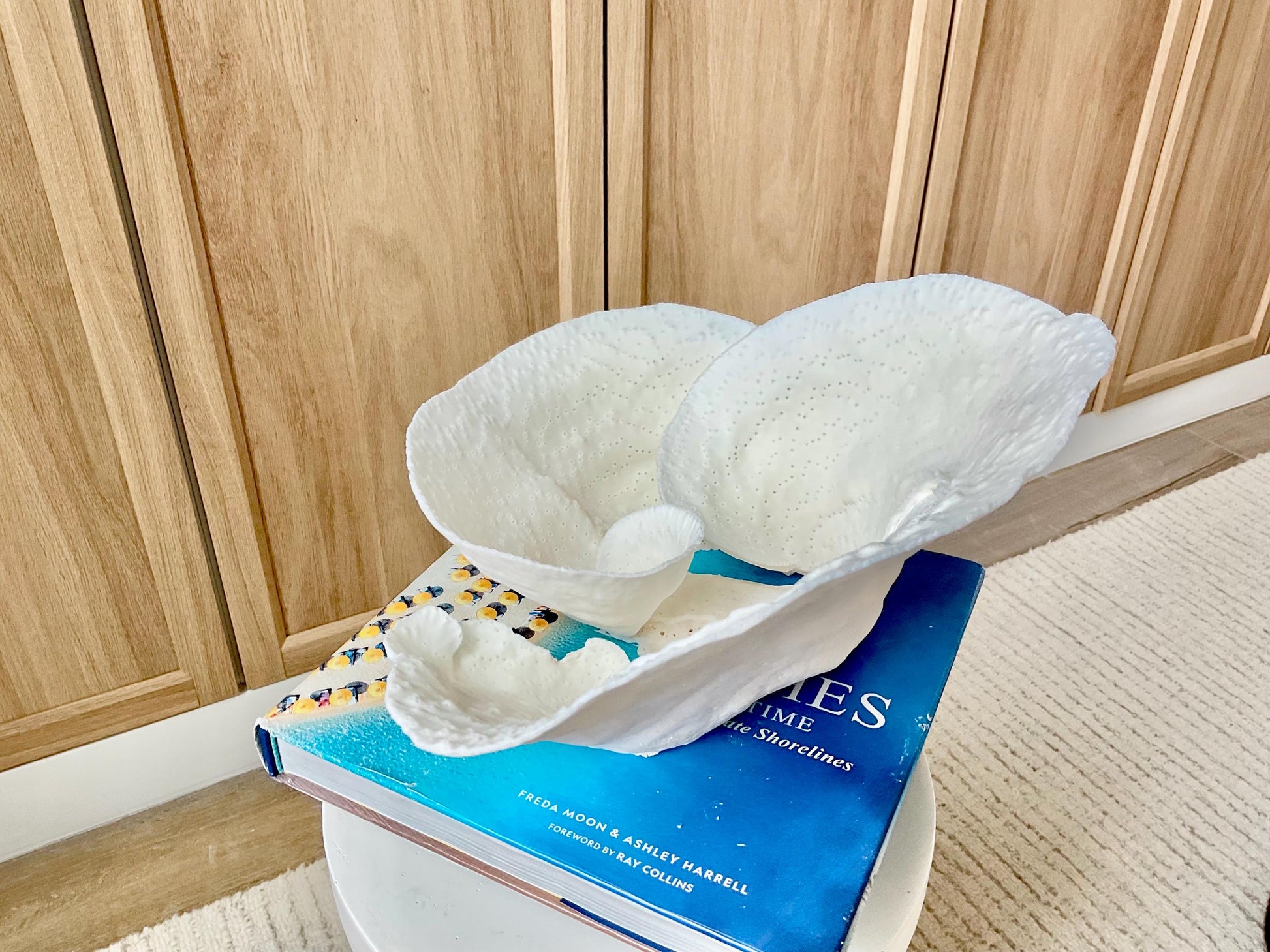 Genuine 11" Wide Sea Spiral CUP CORAL 100% Natural Ocean Reef Centerpiece Coastal Beach Ocean Décor Nautical Display Fossil White