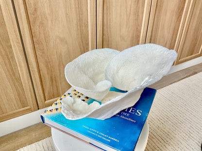 Genuine 11" Wide Sea Spiral CUP CORAL 100% Natural Ocean Reef Centerpiece Coastal Beach Ocean Décor Nautical Display Fossil White