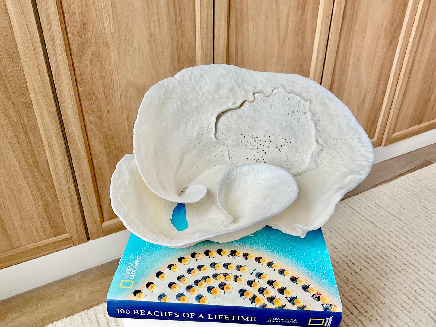 Genuine 11" Wide Sea Spiral CUP CORAL 100% Natural Ocean Reef Centerpiece Coastal Beach Ocean Décor Nautical Display Fossil White