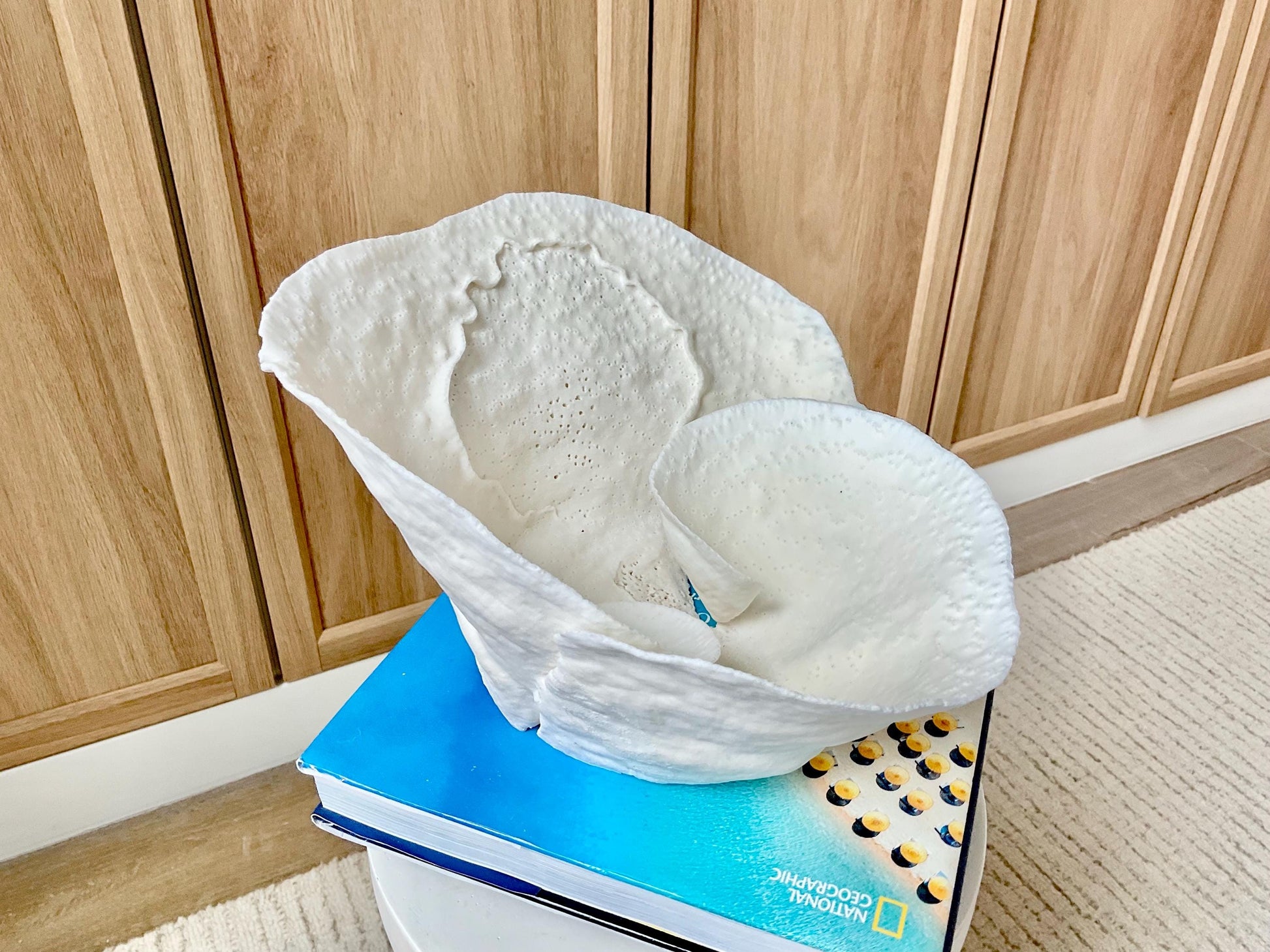 Genuine 11" Wide Sea Spiral CUP CORAL 100% Natural Ocean Reef Centerpiece Coastal Beach Ocean Décor Nautical Display Fossil White