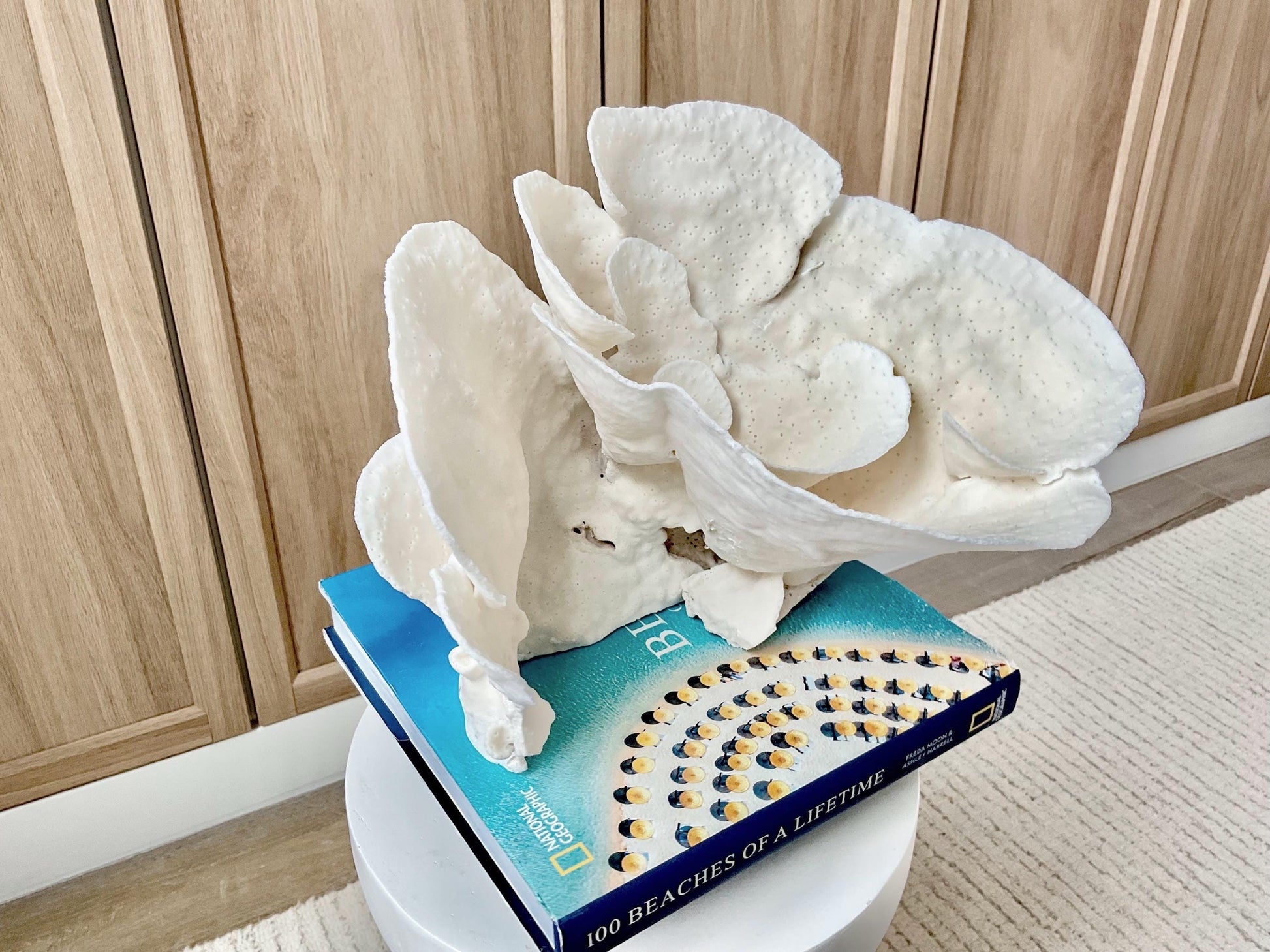 Genuine 10.5" Wide Sea Spiral CUP CORAL 100% Natural Ocean Reef Centerpiece Coastal Beach Ocean Décor Nautical Display Fossil White