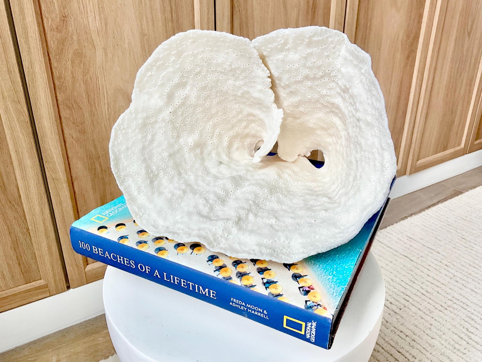 Genuine 9.5" Wide Sea Spiral CUP CORAL 100% Natural Ocean Reef Centerpiece Coastal Beach Ocean Décor Nautical Display Fossil White