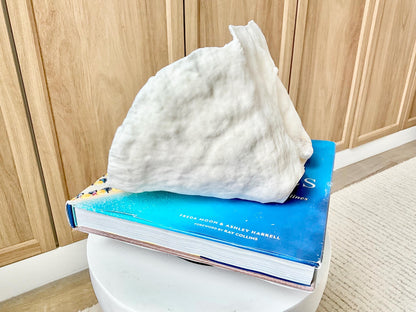 Genuine 9.5" Wide Sea Spiral CUP CORAL 100% Natural Ocean Reef Centerpiece Coastal Beach Ocean Décor Nautical Display Fossil White