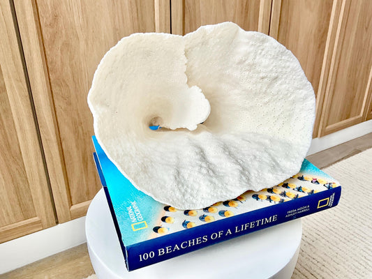 Genuine 9.5" Wide Sea Spiral CUP CORAL 100% Natural Ocean Reef Centerpiece Coastal Beach Ocean Décor Nautical Display Fossil White